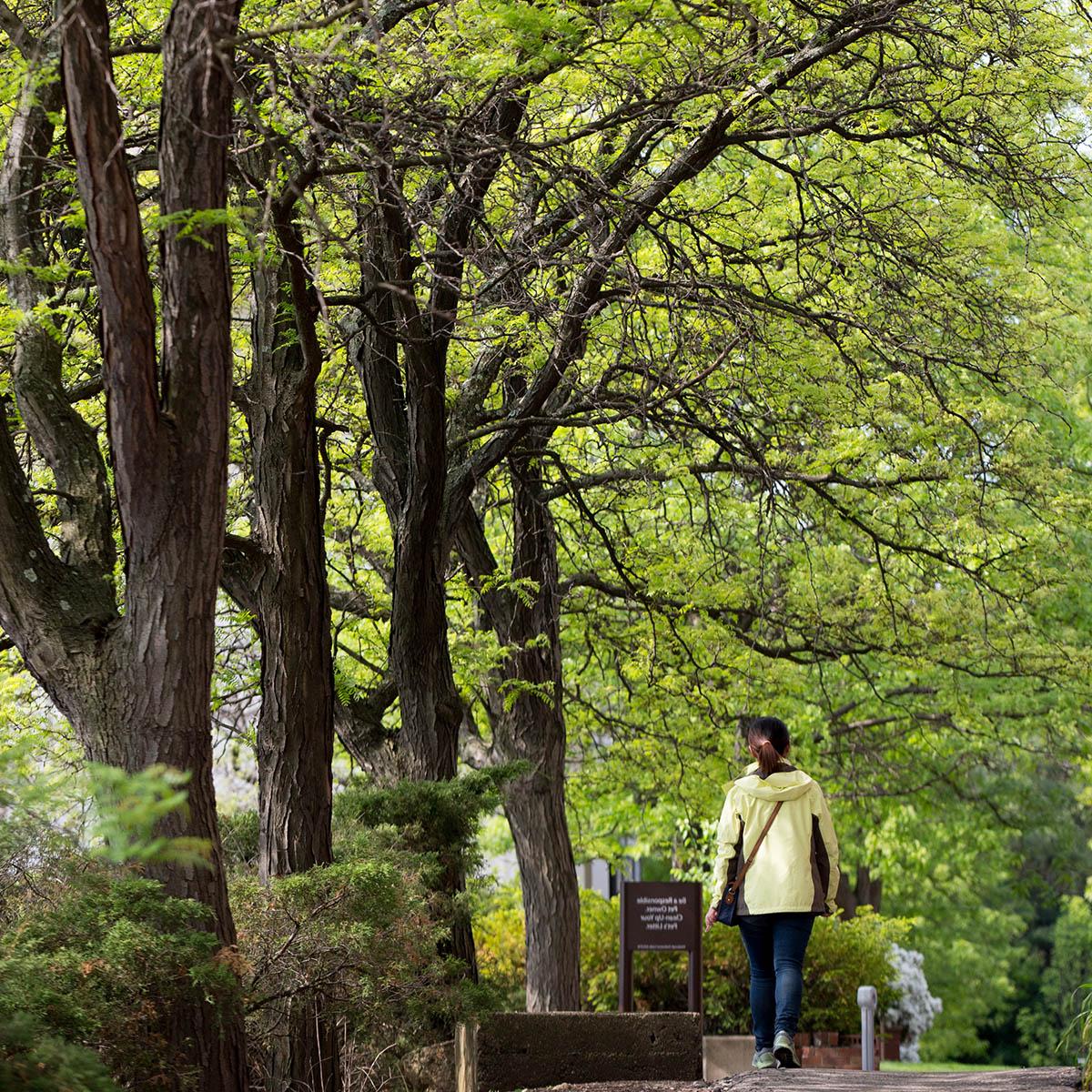 Photo of a woman in a yellow jacket walking away from the camera along a tree-lined sidewalk